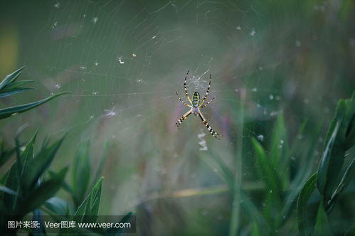 spider bite photo,Spider Bite Photo: A Detailed Look