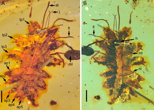 green lacewing larvae bite,Understanding Green Lacewing Larvae