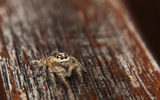 jumping spider bite pictures,Jumping Spider Bite Pictures: A Detailed Look