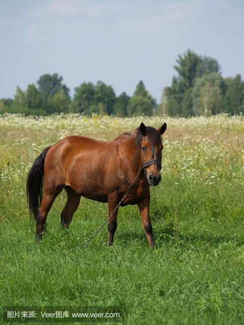 horsefly bite on human,Horsefly Bite on Human: A Detailed Overview