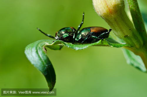 japanese beetle bite,Japanese Beetle Bite: A Comprehensive Guide