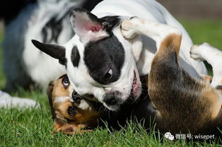 how to teach puppies not to bite,How to Teach Puppies Not to Bite