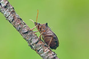 shield bug bite,Understanding the Shield Bug Bite: A Comprehensive Guide